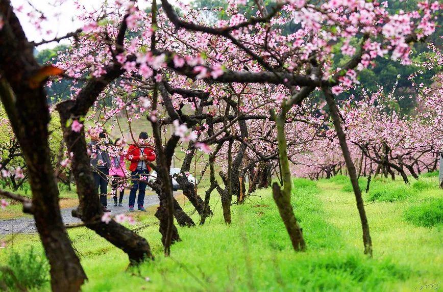 申通去年12月快递服务业收入同比增长22.2%